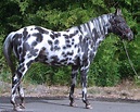 Leopard Appaloosa Awesome Vision. His spots are called "peacock spots ...