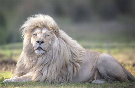 A Talented Photographer Managed To Immortalize A White Lion In All Its