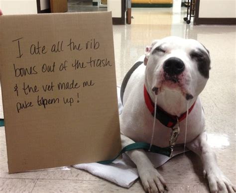 Pin On Cute Guilty Staffies
