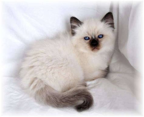 32 Balinese Cat For Sale Georgia Furry Kittens