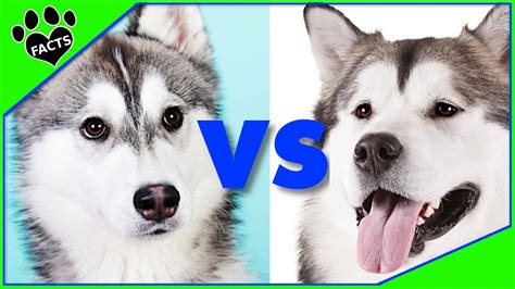 Alaskan Malamute Vs Siberian Husky Which Is Better Dog Vs