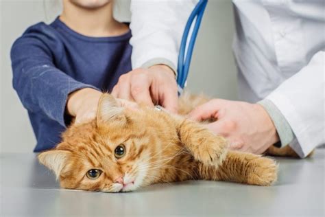 Felv Strategies To Live With Feline Leukemia Famous Fido Rescue