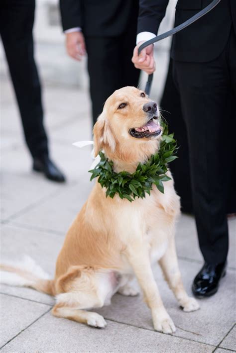 Golden Retriever At Wedding Portrait With Collar Made Of Greenery Ring
