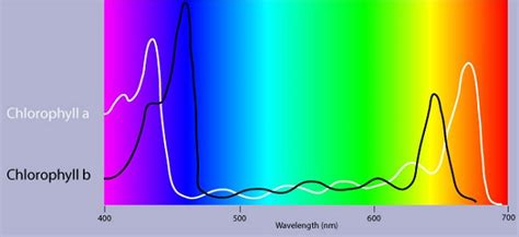 The Absorption Spectrum Of Chlorophyll There Are Spikes In Absorption