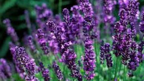 Cara Menanam Bunga Lavender Dari Bibit Hingga Menjadi Bunga Dalam