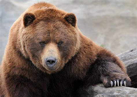 First Bear Sighting Of The Year At Yellowstone East Idaho News