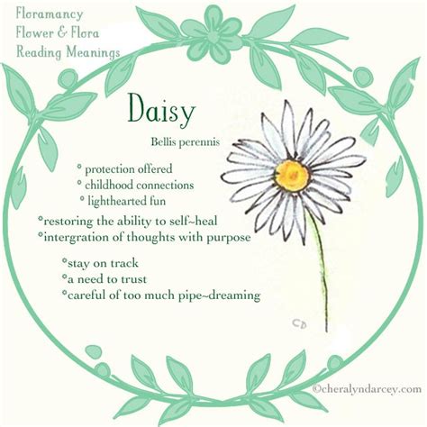 The Meaning Of Daisy Flowers Daisy Flower Meaning Flower Meanings