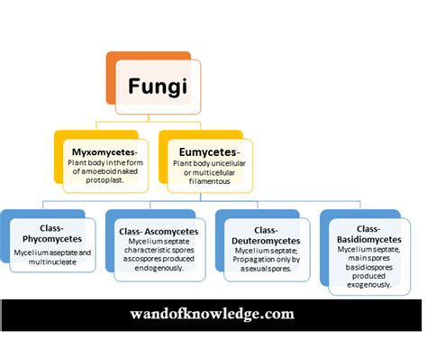 Fungi Kingdom Classification Chart