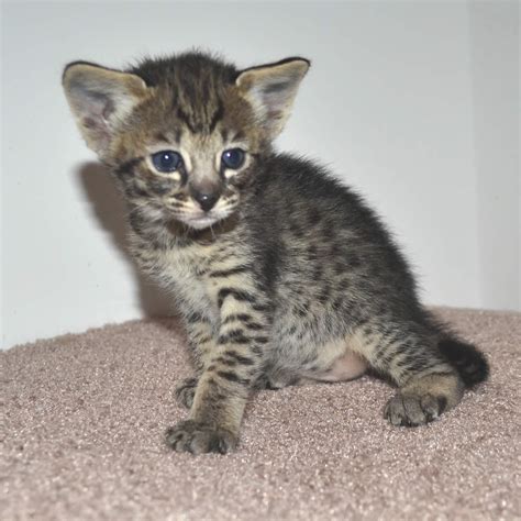 F2 Savannah Kittens Available In Ohio Savannah Cats Call 419 550 1265