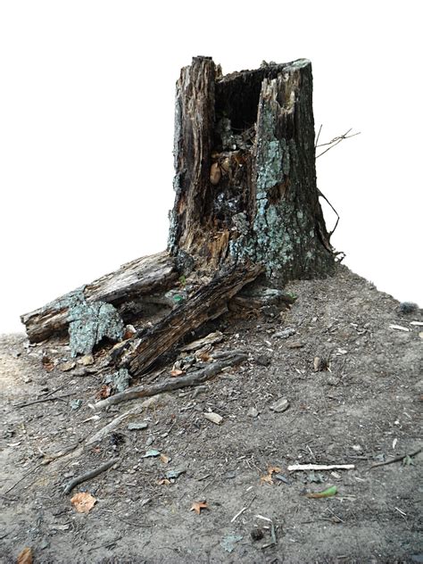 Dead Tree Stump PNG Stock at Lake 0793 by annamae22 on DeviantArt png image
