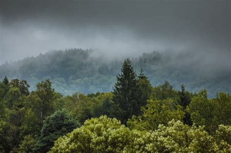Foggy Forest During Daytime Free Image Peakpx