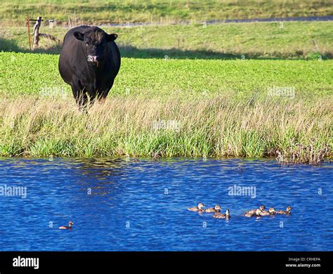 Cow Watching Ducks Stock Photo Alamy
