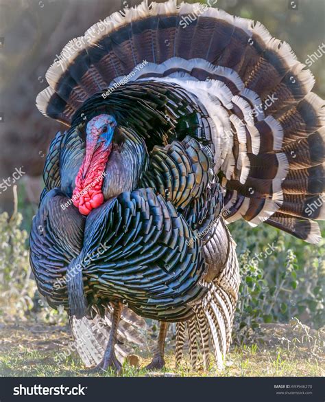 Closeup Male Turkey Full Plumage Stock Photo Edit Now 693946270