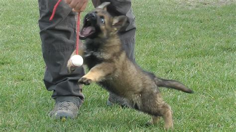 There are many things you need to take care of to ensure the little pup is safe, happy and will grow into the perfect dog. Oskar Katargo - 8 weeks old German Shepherd Puppy - YouTube