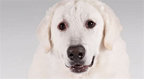 kuvasz dogs fearless temperament  large personality  child friendly