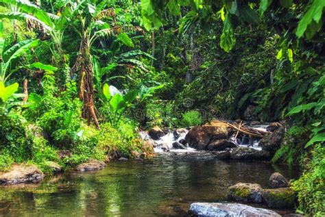 Lush Tropical Flora In The Rainforest Of Suva Fiji Stock Photo Image