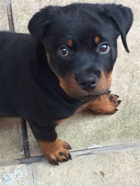 Rottweiler puppies like to chew. female rottweiler puppy | Manchester, Greater Manchester ...
