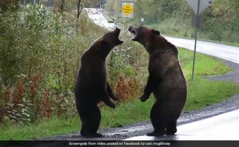Grizzly Bear Fight Caught On Camera A Million Views For Video