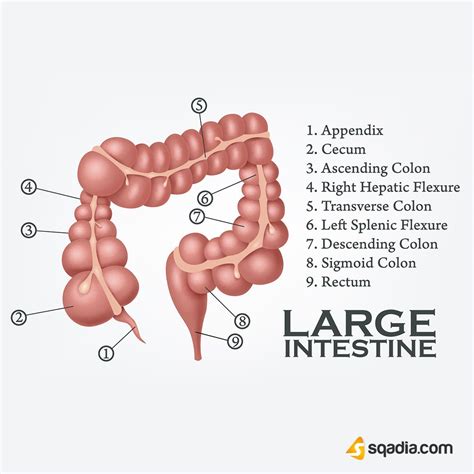 Diagram Diagram Of Small Intestine