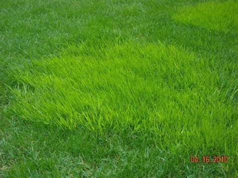 Light Green Spots Page 2 Lawnsite™ Is The Largest And Most Active