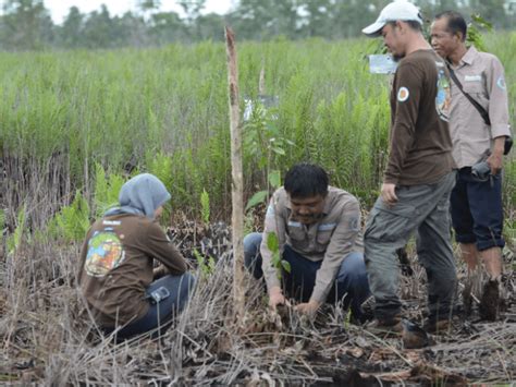 Mengenal Hutan Gambut Dan Aksi Rimba Raya Conservation Pulihkan Lahan Gambut Di Kalimantan Tengah