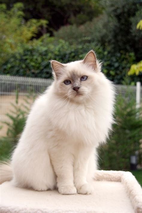 A Absolutely Beautiful Lilac Point Birman Bengal Cat Facts Cats