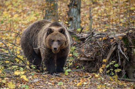 Premium Photo Closeup Brown Bear In Autumn Forest