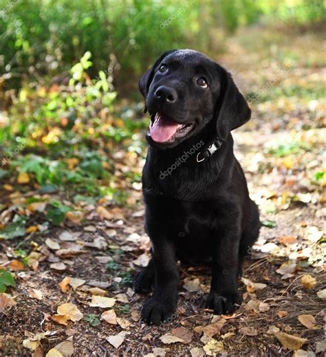 Cachorro De Perro Perdiguero De Labrador Negro — Foto De Stock