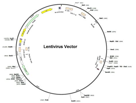 Lentivirus Production Promab