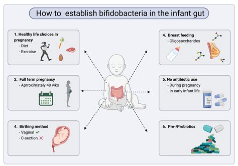 From Birth To Beyond Bifidobacteria Are Lifelong Friends — Isapp