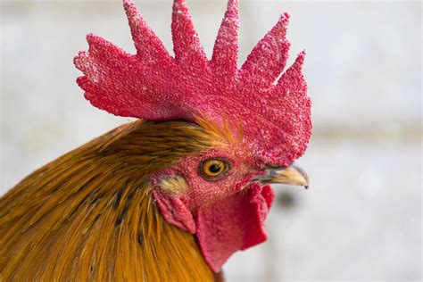 Free Images Bird Animal Red Beak Chicken Fowl Fauna Rooster
