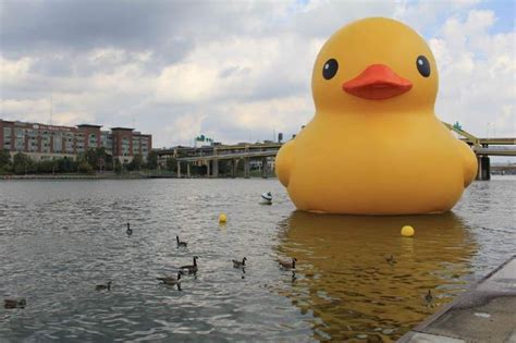 Lots And Lots Of Duckie Pics At Triblive Lord Love A Duck Day 3