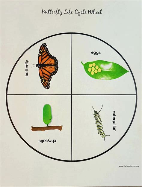 Butterfly Life Cycle Activities For Kids