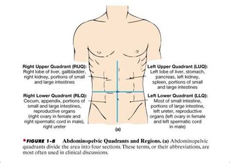 Any of the four parts into which a plane is divided. Abdominopelvic quadrants | Medical math, Human anatomy and ...