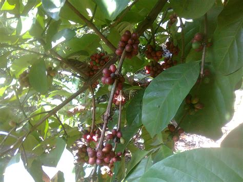 budidaya kopi robusta  meningkatkan hasil panen bagi petani