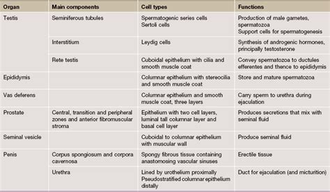 male reproductive system basicmedical key