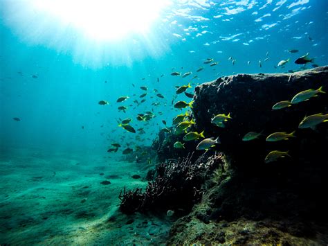图片素材 浮潜 栖息地 海底 水上运动 海洋生物学 水下潜水 珊瑚礁鱼 4000x3000 479812 素材中国