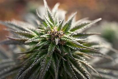 Marijuana Weed Flash Decriminalizing Cure Cannabis Pot