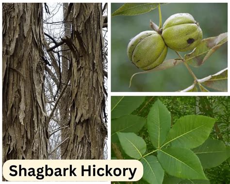 Hickory Trees Of Georgia 7 Different Types And Their Features