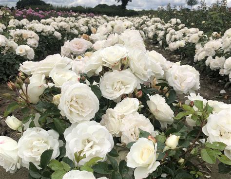 White Veranda Star Roses And Plants