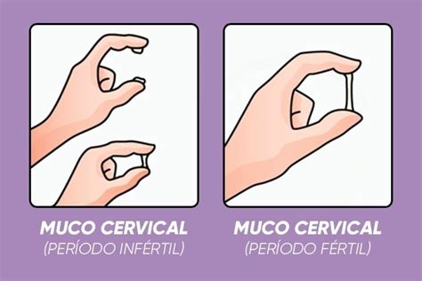 Muco cervical o que é e como varia ao longo do ciclo Tua Saúde