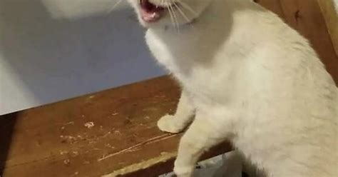 The Unedited “cat Coughing” Photo Album On Imgur