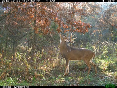 Licking Branches In Food Plots For Deer Bartyllas Whitetail Habitat