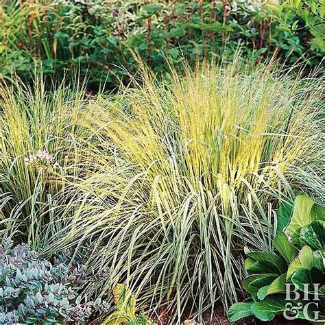 Youll Want To Pay Attention To These Ornamental Grasses In 2020