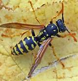 Pictures of Paper Wasp Sting
