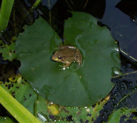 Backyard Pond Green Frog Sitting On A Lily Pad