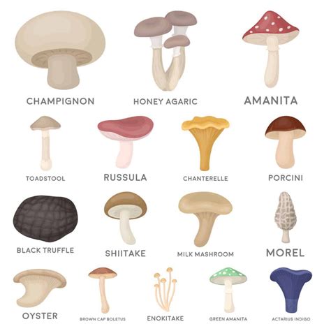25 Different Types Of Mushrooms With Chart Home Stratosphere
