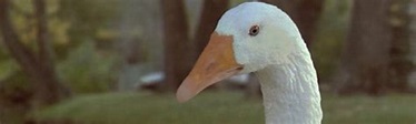 Goose! un' Oca in Fuga - Film (2006) - MYmovies.it