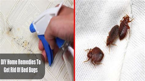 Natural Way To Get Rid Of Bed Bugs Fast From Your House Lopeet Youtube
