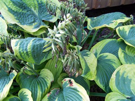 Growing Hostas From Seed Art Of Natural Living